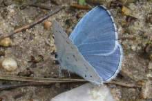 Celastrina argiolus