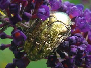 Protaetia cuprea, flower chafer