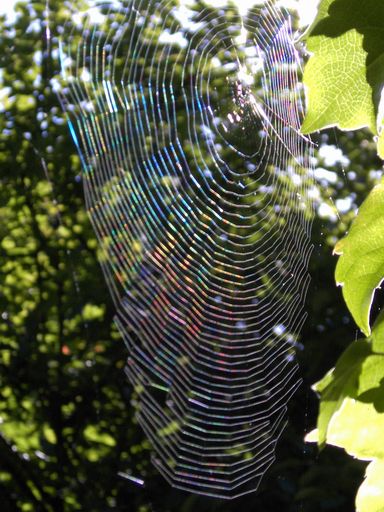 bunt glänzendes Spinnennetz