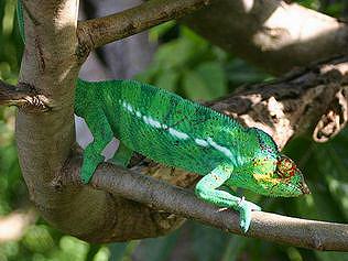 Chameleon