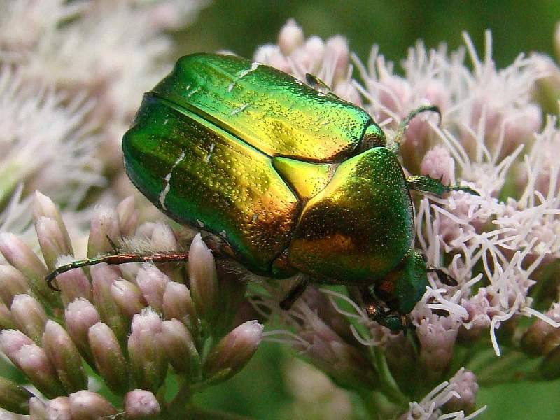 Cetonia aurata