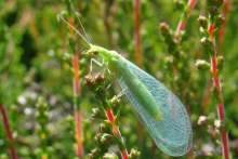 Green lacewing