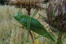 Tettigonia viridissima