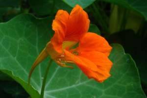 Tropaeolum majus