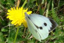 Large White