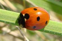 Coccinella septempunctata