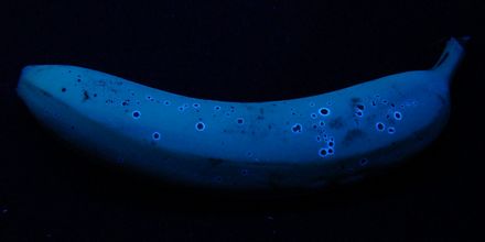 fluorescent banana
