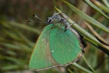 Callophrys rubi