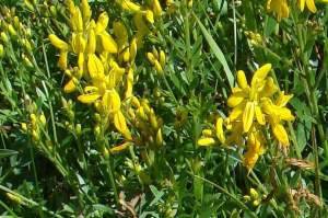 Genista tinctoria L.