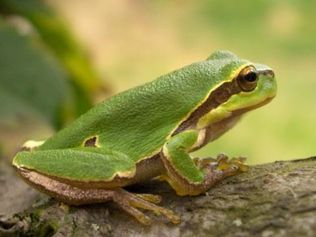 Hyla arborea