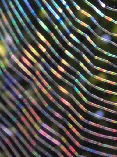 View Of A Spider Web At A Side Angle - Spider Web With Colored