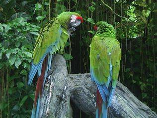 parrots