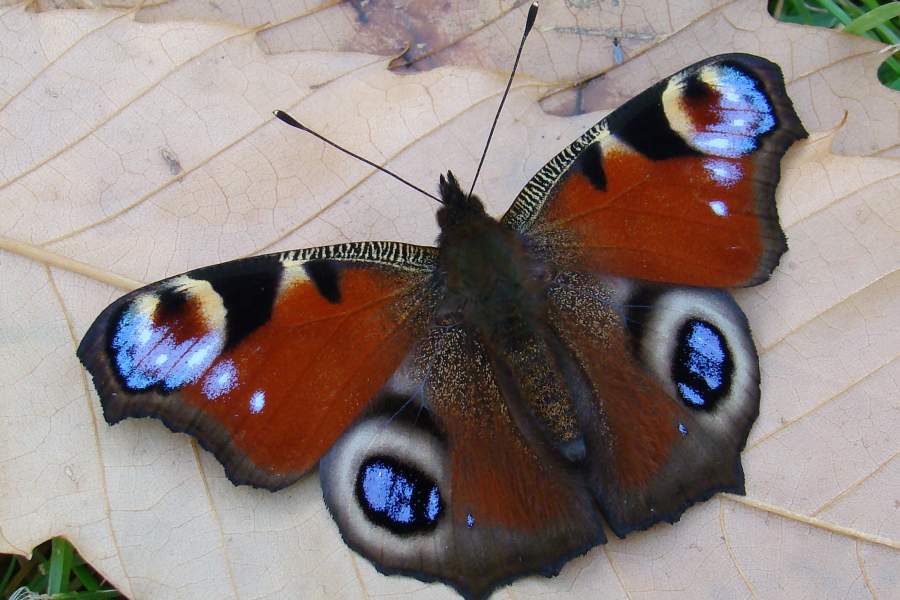 Aglais io