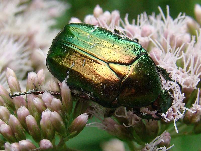 C. aurata