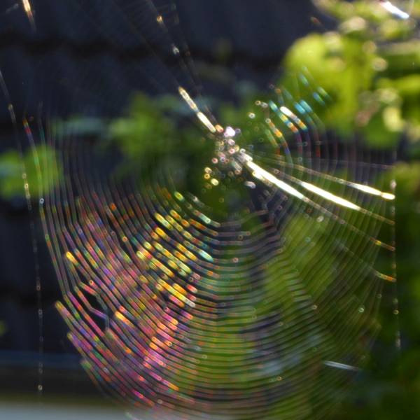 iridescent spiderweb